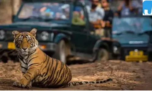 कॉर्बेट पार्क में फिर लौटेगी रौनक, दो जोन में शुरू होगा पर्यटन