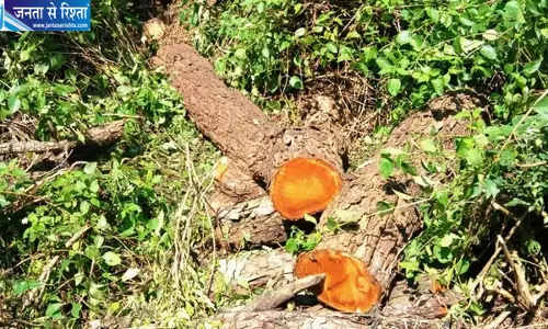 वन विभाग कार्यालय से 700 मीटर दूर खैर के पेड़ों का अवैध कटान, तस्करों की तलाश जारी