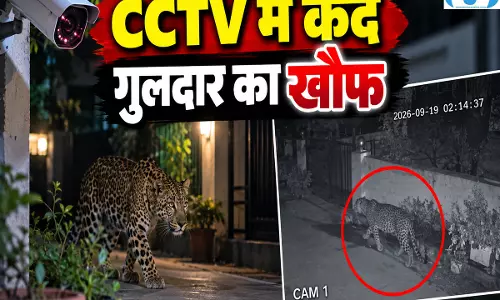 आंगन में बेखौफ घूमता दिखा गुलदार, पालतू कुत्ते पर झपटा आंगन में बेखौफ घूमता दिखा गुलदार, पालतू कुत्ते पर झपटा