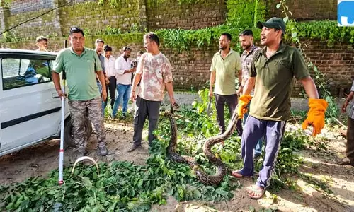 पेड़ पर लिपटा मिला 16 फुट लंबा अजगर घंटों चला रेस्क्यू ऑपरेशन पेड़ पर लिपटा मिला 16 फुट लंबा अजगर घंटों चला रेस्क्यू ऑपरेशन