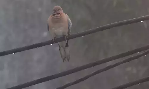 मध्य प्रदेश में फिर बदलेगा मौसम, अगले चार दिन बारिश के आसार मध्य प्रदेश में फिर बदलेगा मौसम, अगले चार दिन बारिश के आसार
