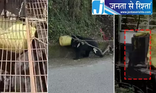 सिर में प्लास्टिक कैन फंसा भालू 10 दिन बाद रेस्क्यू सिर में प्लास्टिक कैन फंसा भालू 10 दिन बाद रेस्क्यू