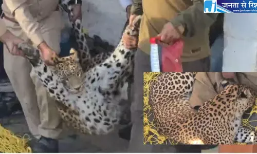 सिरमौर के चूईनाधार गांव में 36 घंटे घर में बंद रहा तेंदुआ, वन विभाग ने किया सुरक्षित रेस्क्यू सिरमौर के चूईनाधार गांव में 36 घंटे घर में बंद रहा तेंदुआ, वन विभाग ने किया सुरक्षित रेस्क्यू