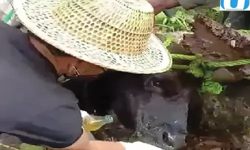 डी/वैली में मवेशियों पर FMD का खतरा बढ़ा प्रशासन अलर्ट