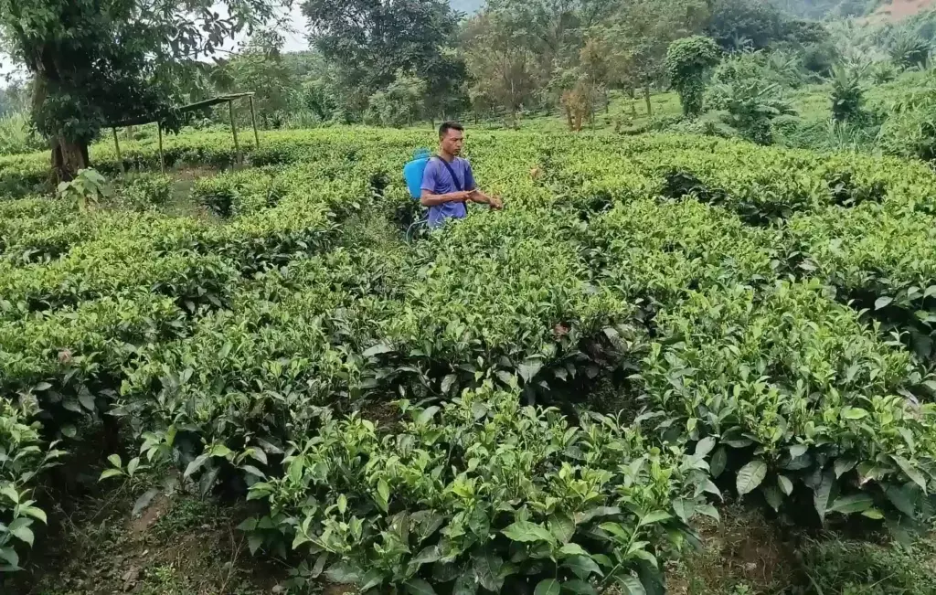 प्राकृतिक खेती बनी लोंगलेंग की आजीविका का आधार प्राकृतिक खेती बनी लोंगलेंग की आजीविका का आधार