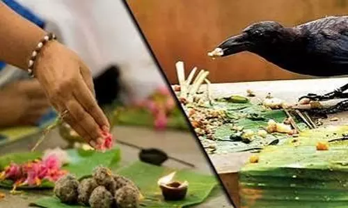 पितृ पक्ष: गाय, कौए और कुत्ते को भोजन कराने का महत्व