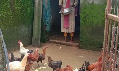 कहानी बदलाव की: मुर्गी पालन से आत्मनिर्भर बनी धरमजयगढ़ विकासखंड की रजनी