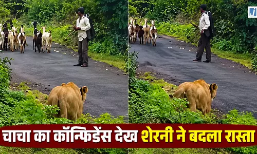 खूंखार शेरनी भी हुई हैरान, बुजुर्ग चरवाहे के आत्मविश्वास ने जीता इंटरनेट