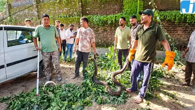 पेड़ पर लिपटा मिला 16 फुट लंबा अजगर घंटों चला रेस्क्यू ऑपरेशन पेड़ पर लिपटा मिला 16 फुट लंबा अजगर घंटों चला रेस्क्यू ऑपरेशन