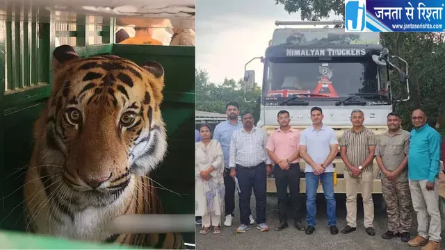 हिमाचल में फिर गूंजेगी बाघों की दहाड़ हिमाचल में फिर गूंजेगी बाघों की दहाड़