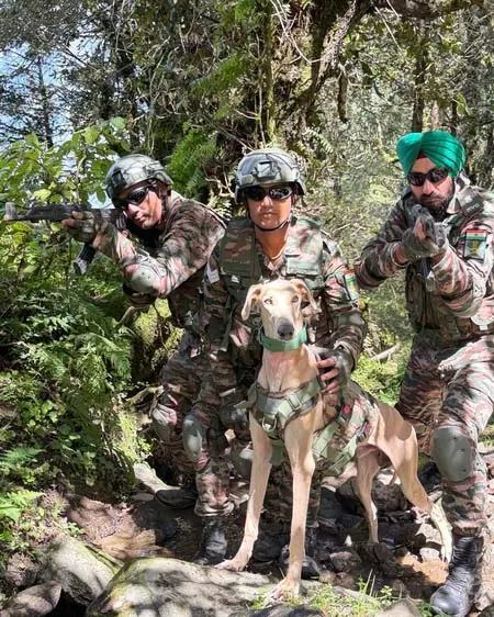 भारतीय सेना के जांबाज डॉग्स ने अमेरिकी सैनिकों के सामने दिखाया कौशल भारतीय सेना के जांबाज डॉग्स ने अमेरिकी सैनिकों के सामने दिखाया कौशल