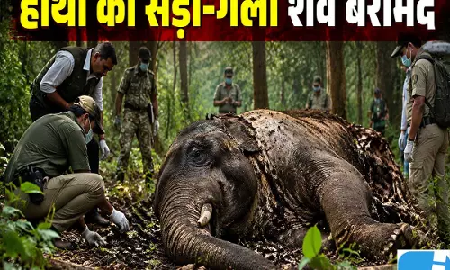 रिजर्व फॉरेस्ट में मिला हाथी का शव, मौत की वजह तलाशने में जुटा वन विभाग