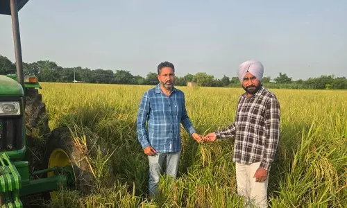 बरनाला के किसानों ने बदली खेती की तस्वीर पराली से दूरी बरनाला के किसानों ने बदली खेती की तस्वीर पराली से दूरी