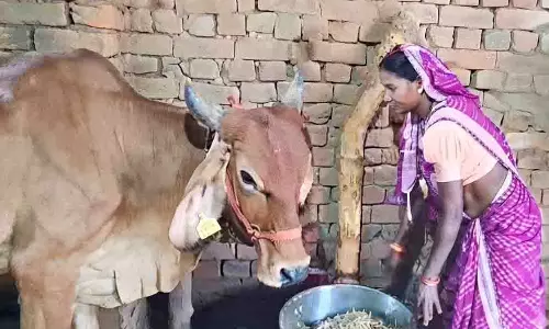 जोरातराई की 17 आदिवासी महिलाओं ने डेयरी व्यवसाय से लिखी आत्मनिर्भरता की नई कहानी