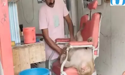 मसाज कराने सैलून पहुंचा बंदर अनोखा वीडियो सोशल मीडिया पर वायरल मसाज कराने सैलून पहुंचा बंदर अनोखा वीडियो सोशल मीडिया पर वायरल
