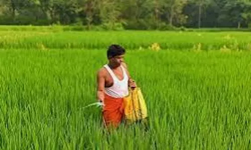 Purulia: भाजपा विधायक का खेत में खाद छिड़कते वीडियो चर्चा में