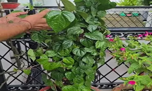 पान की बेल होगी हरी भरी बस अपनाएं ये गार्डनिंग टिप्स