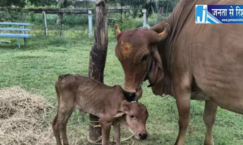 गोशालाओं से बढ़ेगा ग्रामीण पर्यटन गोशालाओं से बढ़ेगा ग्रामीण पर्यटन