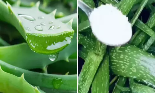 एलोवेरा की लंबी मोटी पत्तियों के लिए आजमाएं ये घरेलू नुस्खा