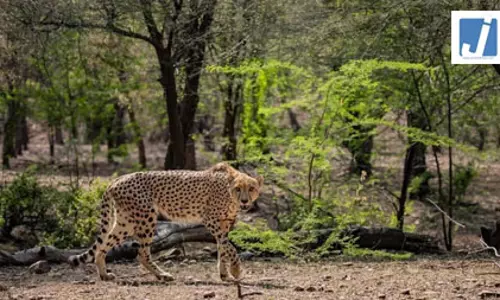 कूनो में नहीं बचा गौरव, इलाज के दौरान नामीबियाई चीते की मौत कूनो में नहीं बचा गौरव, इलाज के दौरान नामीबियाई चीते की मौत