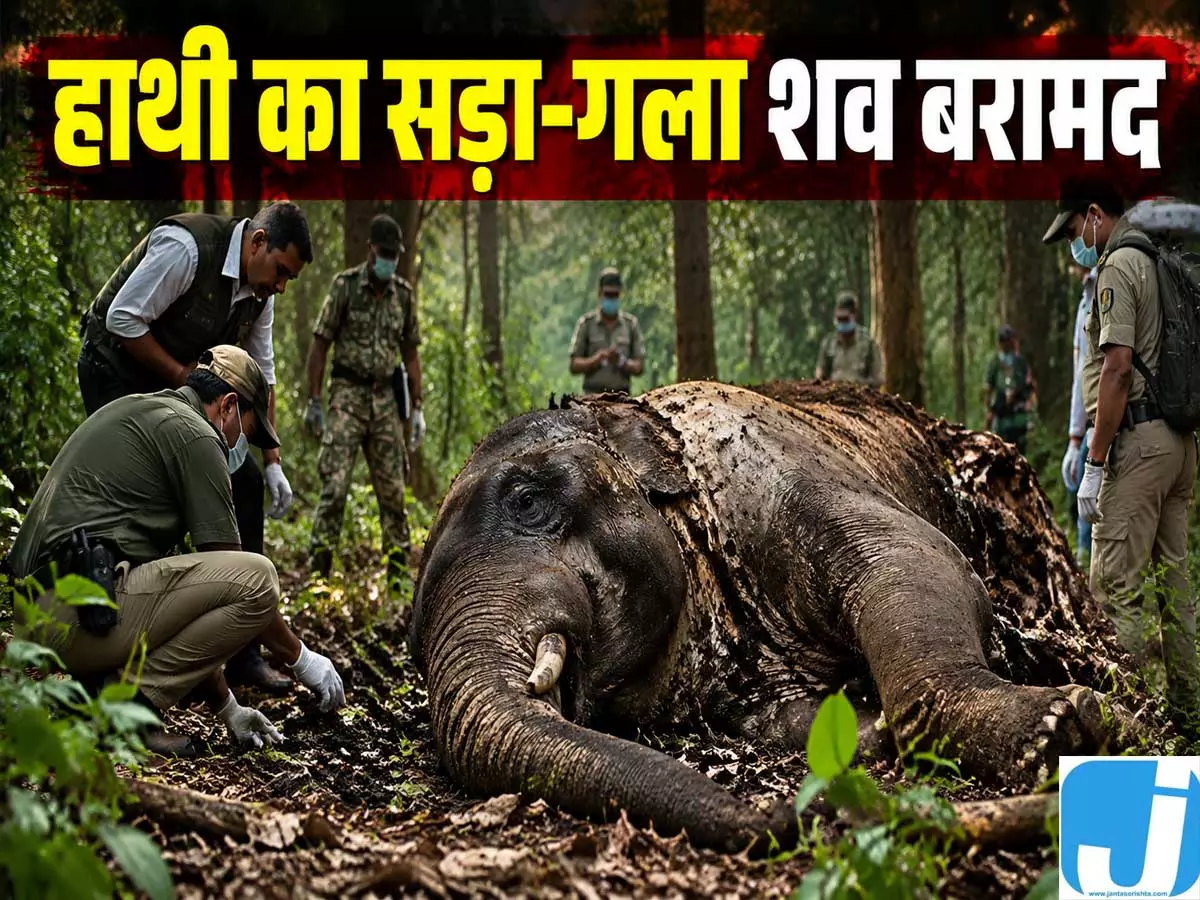 रिजर्व फॉरेस्ट में मिला हाथी का शव, मौत की वजह तलाशने में जुटा वन विभाग रिजर्व फॉरेस्ट में मिला हाथी का शव, मौत की वजह तलाशने में जुटा वन विभाग