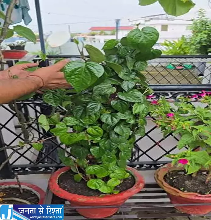 पान की बेल होगी हरी भरी बस अपनाएं ये गार्डनिंग टिप्स पान की बेल होगी हरी भरी बस अपनाएं ये गार्डनिंग टिप्स