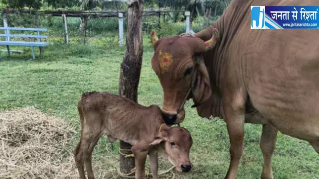 गोशालाओं से बढ़ेगा ग्रामीण पर्यटन गोशालाओं से बढ़ेगा ग्रामीण पर्यटन