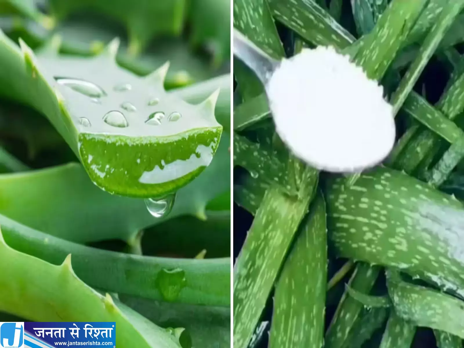 एलोवेरा की लंबी मोटी पत्तियों के लिए आजमाएं ये घरेलू नुस्खा एलोवेरा की लंबी मोटी पत्तियों के लिए आजमाएं ये घरेलू नुस्खा