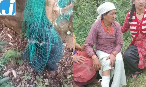 जंगल में घास काटने गई महिला पर झपटा भालू, गंभीर रूप से घायल जंगल में घास काटने गई महिला पर झपटा भालू, गंभीर रूप से घायल