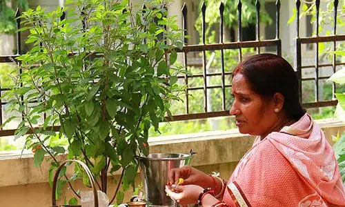 तुलसी खाते समय न करें ये गलती, जानें शास्त्रीय मान्यता और सही तरीका तुलसी खाते समय न करें ये गलती, जानें शास्त्रीय मान्यता और सही तरीका