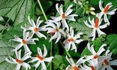 शिवलिंग पर पारिजात चढ़ाते समय न करें ये भूल
