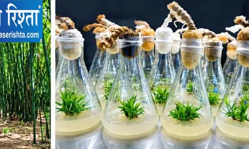 मोसो बांस के लिए नया माइक्रोप्रोपेगेशन प्रोटोकॉल विकसित मोसो बांस के लिए नया माइक्रोप्रोपेगेशन प्रोटोकॉल विकसित