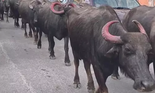 अखनूर में आवारा भैंसों का आतंक