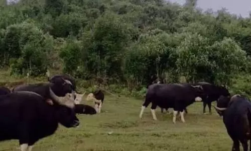 अरुणाचल: दिबांग घाटी में खुर-मुंह की बीमारी से 267 मिथुन की मौत अरुणाचल: दिबांग घाटी में खुर-मुंह की बीमारी से 267 मिथुन की मौत
