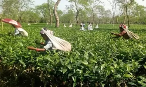 असम: ACMS ने दुर्गा पूजा से पहले 20% बोनस की मांग उठाई असम: ACMS ने दुर्गा पूजा से पहले 20% बोनस की मांग उठाई