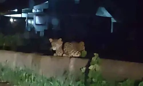 डोंगरगढ़-खैरागढ़ मार्ग पर पुल पर दिखा तेंदुआ