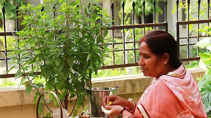 तुलसी खाते समय न करें ये गलती, जानें शास्त्रीय मान्यता और सही तरीका तुलसी खाते समय न करें ये गलती, जानें शास्त्रीय मान्यता और सही तरीका