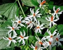 शिवलिंग पर पारिजात चढ़ाते समय न करें ये भूल शिवलिंग पर पारिजात चढ़ाते समय न करें ये भूल