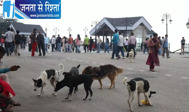 शिमला में बच्चे पर आवारा कुत्तों का हमला शिमला में बच्चे पर आवारा कुत्तों का हमला