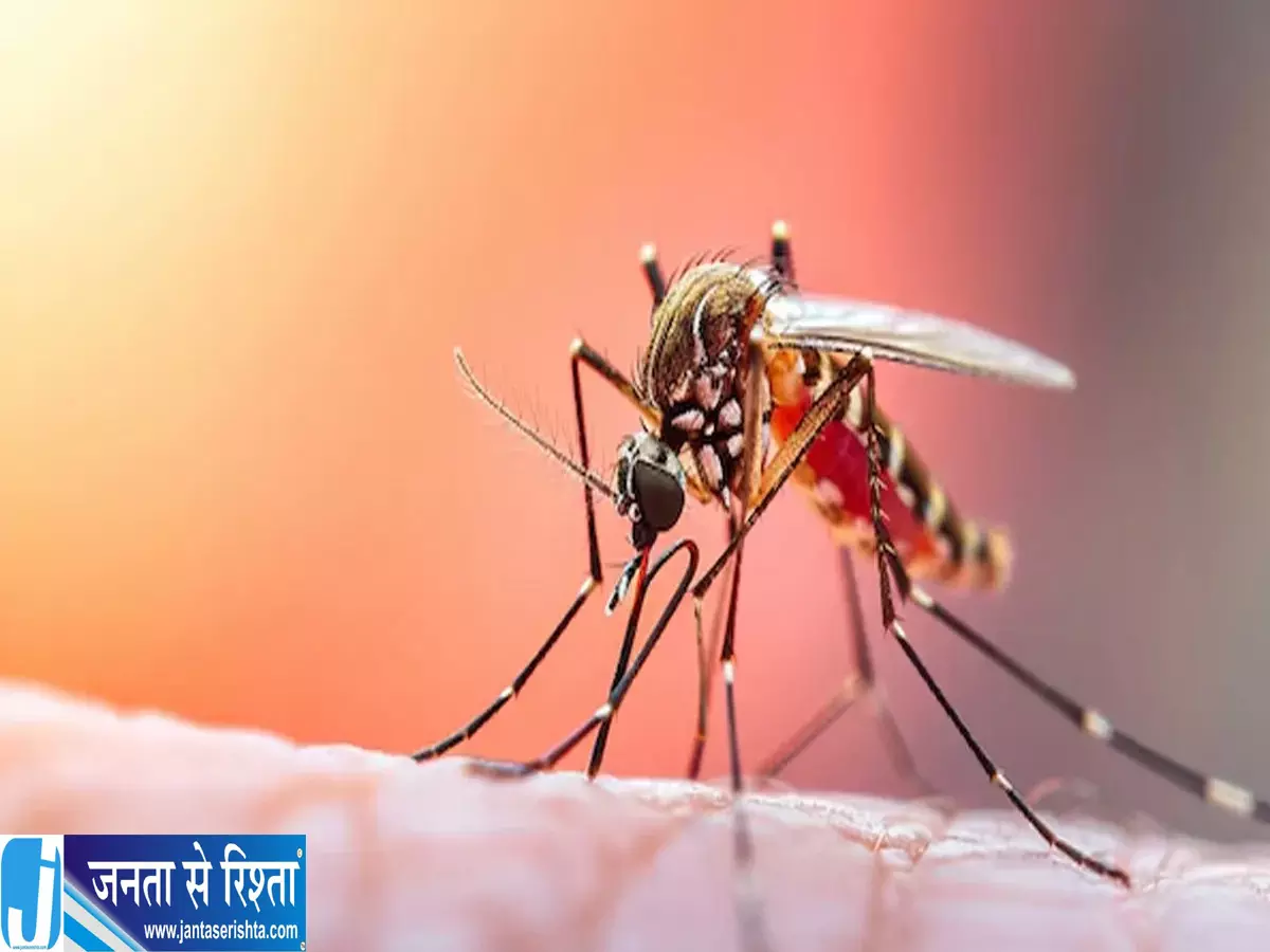 गंदा पानी ही नहीं यहां भी छिपे हो सकते हैं मच्छरों के लार्वा गंदा पानी ही नहीं यहां भी छिपे हो सकते हैं मच्छरों के लार्वा