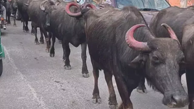 अखनूर में आवारा भैंसों का आतंक अखनूर में आवारा भैंसों का आतंक