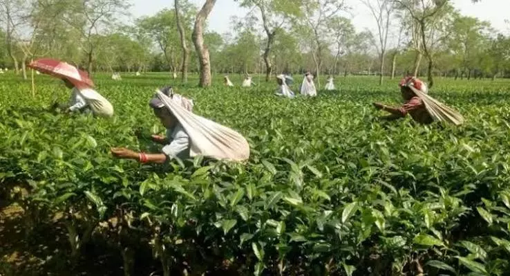 असम: ACMS ने दुर्गा पूजा से पहले 20% बोनस की मांग उठाई असम: ACMS ने दुर्गा पूजा से पहले 20% बोनस की मांग उठाई
