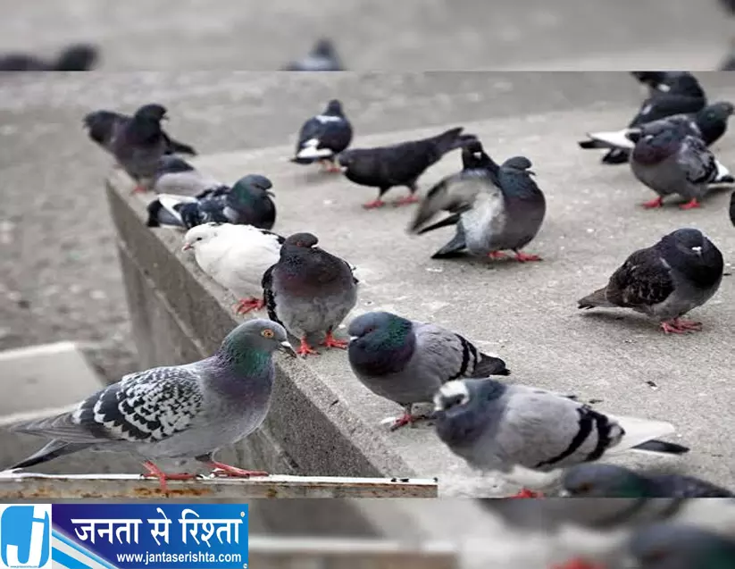 बालकनी रहेगी साफ कबूतरों से ऐसे पाएं छुटकारा बालकनी रहेगी साफ कबूतरों से ऐसे पाएं छुटकारा