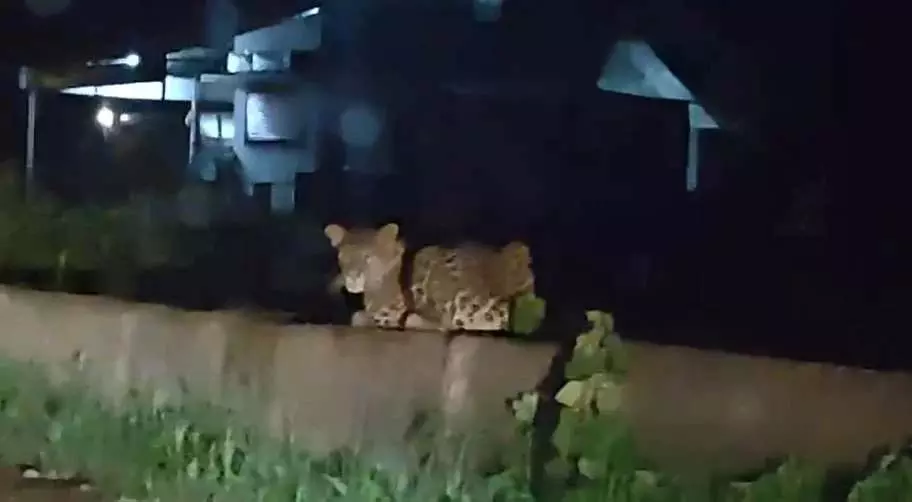 डोंगरगढ़-खैरागढ़ मार्ग पर पुल पर दिखा तेंदुआ डोंगरगढ़-खैरागढ़ मार्ग पर पुल पर दिखा तेंदुआ