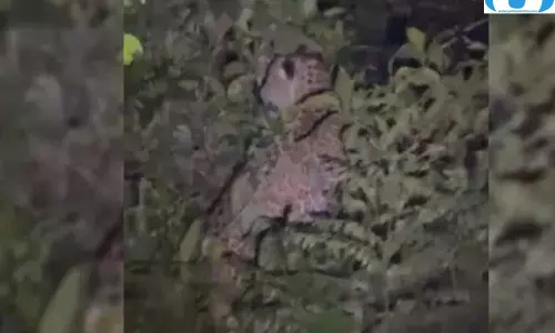 शेरगढ़ में फिर दिखे दो गुलदार ग्रामीणों में दहशत