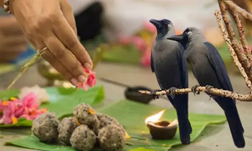 पितृपक्ष में कौवे को क्यों खिलाया जाता है श्राद्ध का भोजन? जानिए पौराणिक कथा और मान्यता