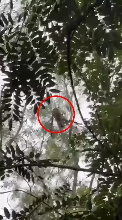 तिरूपति: अलीपिरी फुटपाथ पर तेंदुआ दिखने से दहशत फैल गई