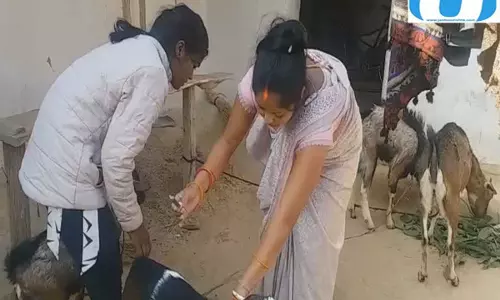 पशु सखियों का कमाल चुनौतियों के बीच 2 करोड़ पशुओं का टीकाकरण पूरा