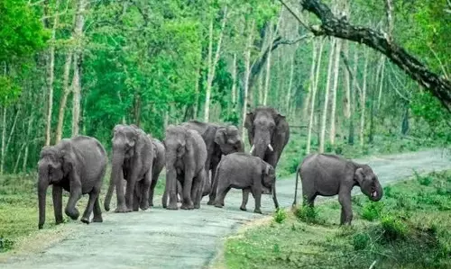 ढेकियाजुली में हाथी के हमले में दो लोगों की मौत