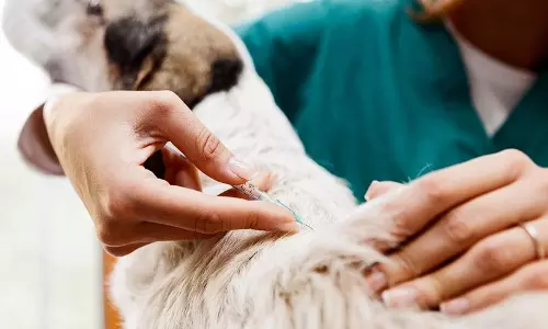 आक्रामक कुत्तों के लिए बनेगा आश्रय आक्रामक कुत्तों के लिए बनेगा आश्रय